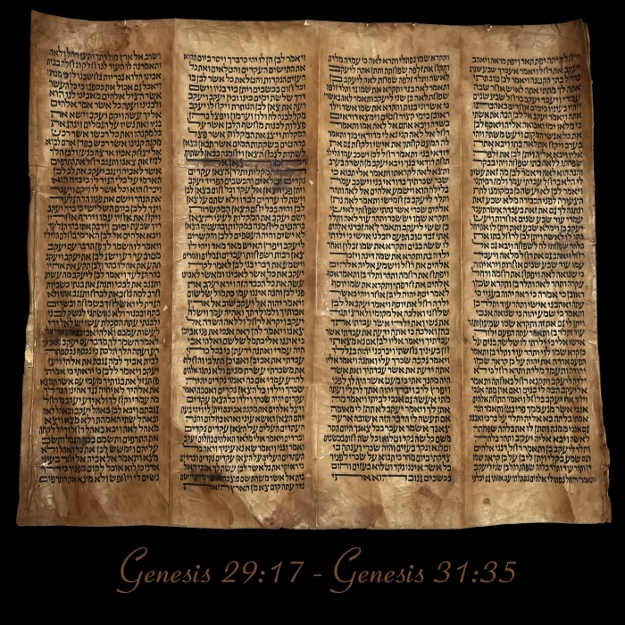 Torah Scroll - Antique Sephardic Torah Fragment Handwritten on Sheep Skin Genesis 29:17 - Genesis 31:35
