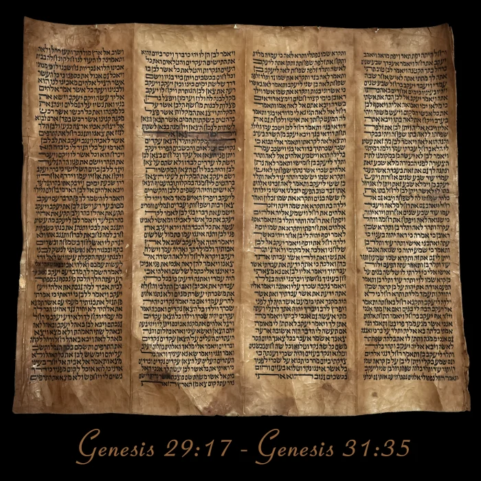 Torah Scroll - Antique Sephardic Torah/Hebrew Bible Pages Handwritten, Genesis 29:17 - Genesis 31:35