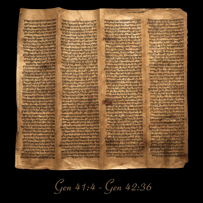 Torah Scroll - Antique Sephardic Torah Fragment Handwritten on Sheep Skin Genesis 41:4 - Genesis 42:36