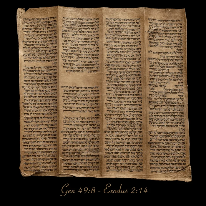 Torah Scroll - Antique Sephardic Torah Fragment Handwritten on Sheep Skin Genesis 49:8 - Exodus 2:14