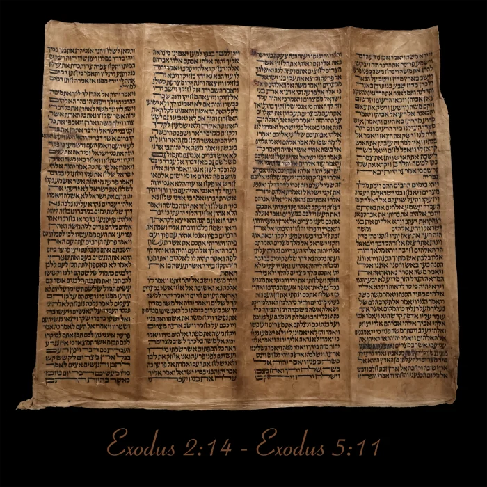 Torah Scroll - Antique Sephardic Torah Fragment Handwritten on Sheep Skin Exodus 2:14 - Exodus 5:11