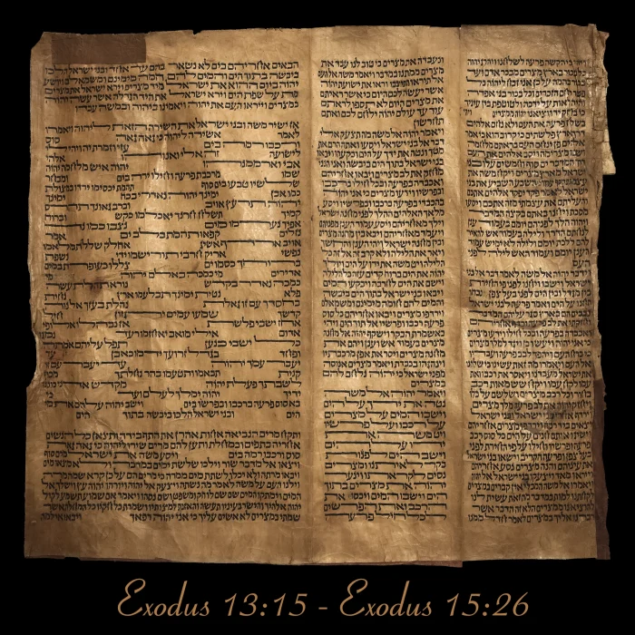 Torah Scroll - Antique Sephardic Torah Fragment Handwritten on Sheep Skin Exodus 13:15 - Exodus 15:26