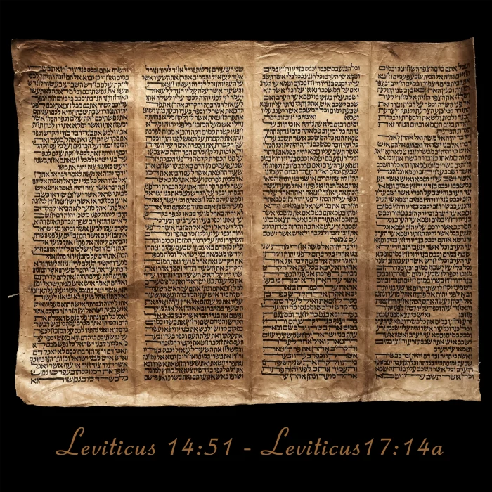 Torah Scroll - Antique Sephardic Torah/Hebrew Bible Pages Handwritten, Leviticus 14:51 - Leviticus17:14a
