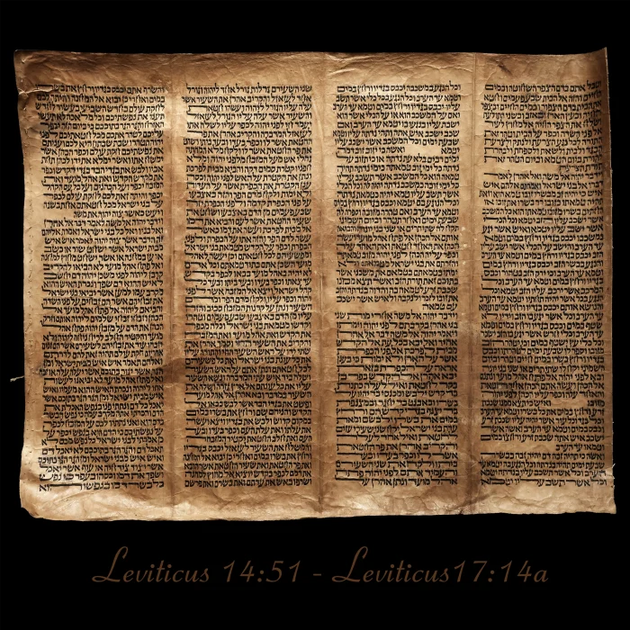 Torah Scroll - Antique Sephardic Torah Fragment Handwritten on Sheep Skin Leviticus 14:51 - Leviticus17:14a