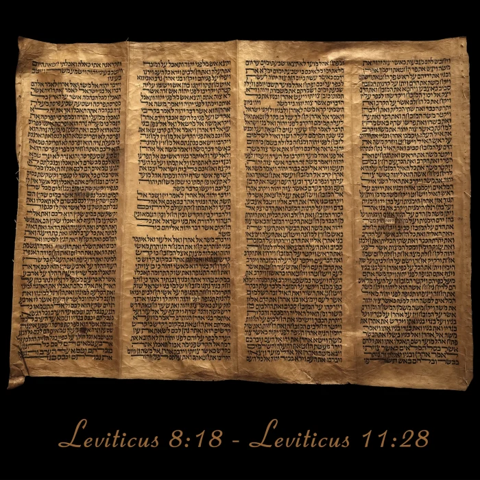 Torah Scroll - Antique Sephardic Torah/Hebrew Bible Pages Handwritten, Leviticus 8:18 - Leviticus 11:28