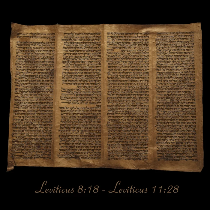 Torah Scroll - Antique Sephardic Torah Fragment Handwritten on Sheep Skin Leviticus 8:18 - Leviticus 11:28