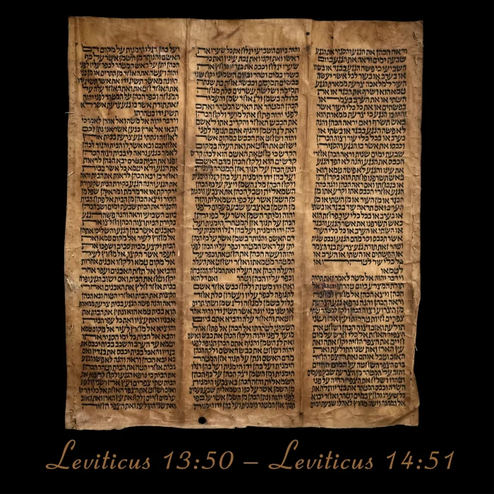 Torah Scroll - Antique Sephardic Torah/Hebrew Bible Pages Handwritten,  Leviticus 13:50 – Leviticus 14:51