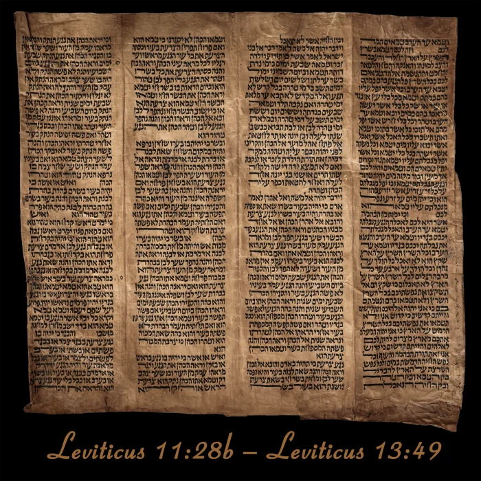 Torah Scroll - Antique Sephardic Torah Fragment Handwritten, Leviticus 11:28b – Leviticus 13:49