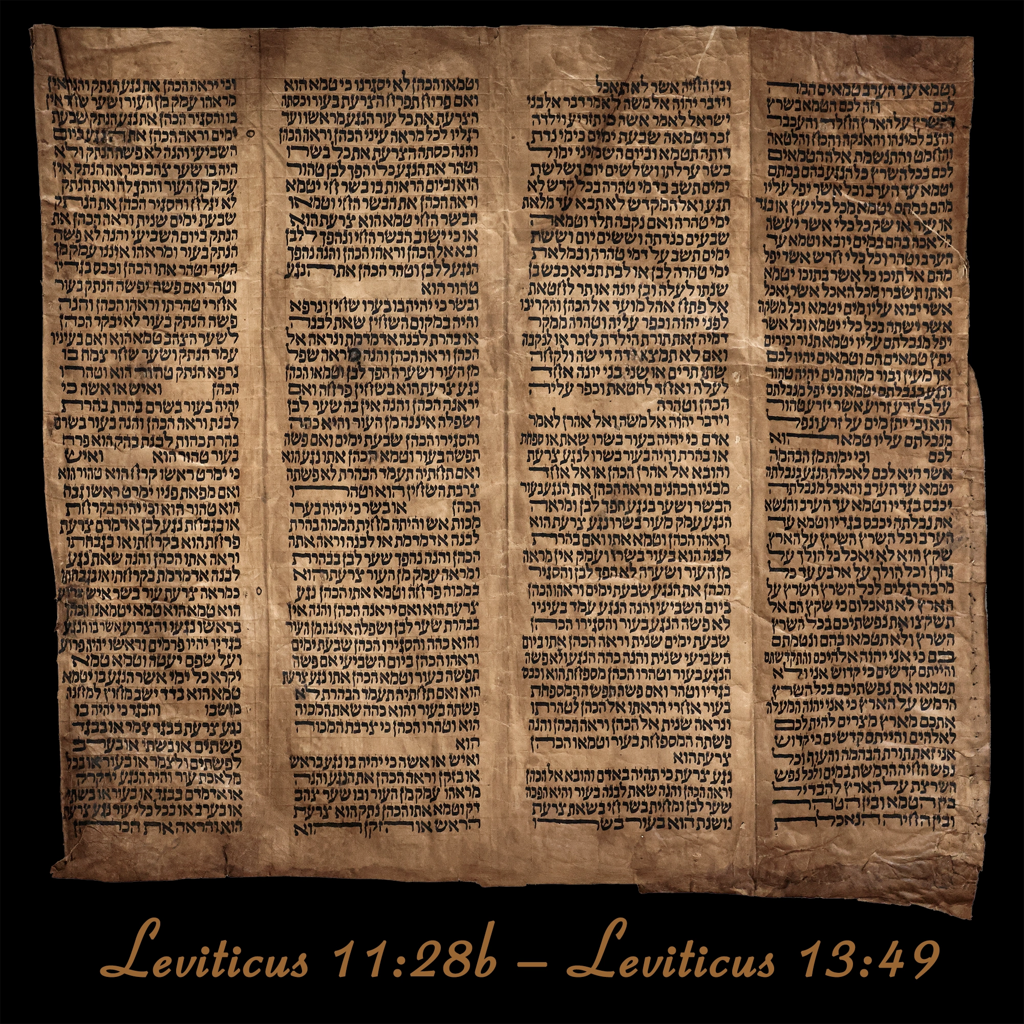 Torah Scroll - Antique Sephardic Torah Fragment Handwritten, Leviticus 11:28b – Leviticus 13:49